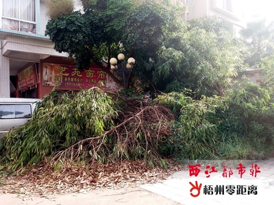 龙湖西一路周边绿化带脏乱差