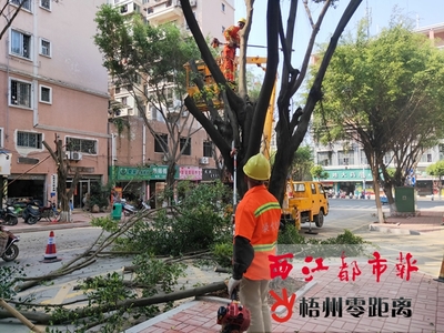为行道树“理发”