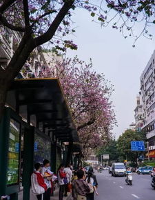 再过几天,梧州将成为全国最美城市