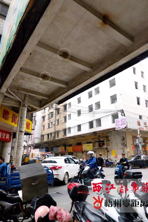 闹市燕舞