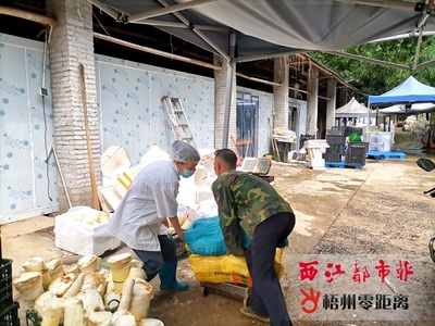 中国文明网_梧州_乡村振兴丨万秀区龙湖镇旺步村大力推动甜笋产业化发展